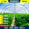 山東優(yōu)質(zhì)西瓜膜批發(fā)，柔軟的西瓜膜